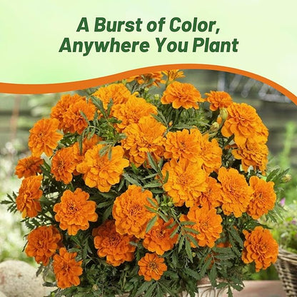 Outsidepride Durango Tangerine French Marigold Seeds - 250 Pcs Annual, Compact, Heat & Drought Tolerant Flower Seeds for Planting w/Anemone Type Blooms, Ideal for Vibrant Pollinator Gardens