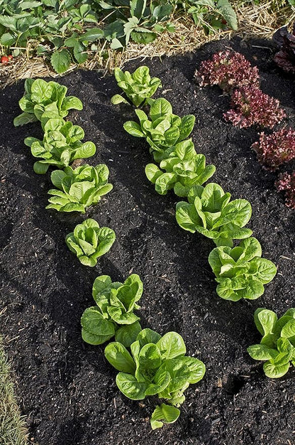 Lettuce Seeds for Planting Variety Pack - 5 Types of Lettuce - Buttercrunch, Parris Island Cos, Oakleaf, Little Gem, and Iceberg