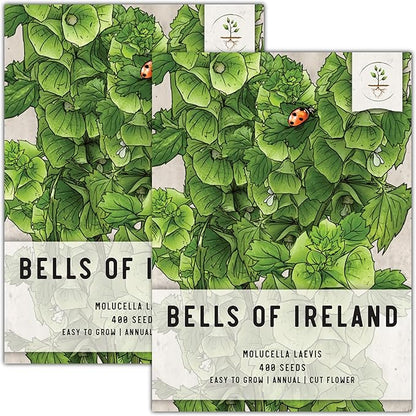 Seed Needs, Bells of Ireland Seeds - 400 Heirloom Seeds for Planting Molucella laevis - Green Bell Shaped Flowers, Perfect as a Cut Flower, Attracts Pollinators (2 Packs)