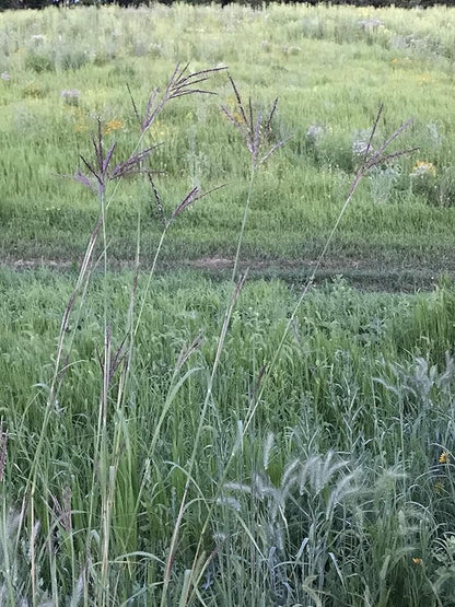 Hale Habitat & Seed Big Bluestem Native Grass Seed, Deer& Wildlife Cover, 2 lbs Pure Live Seed
