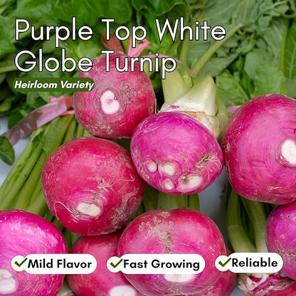 Purple Top White Globe Turnip Seeds for Planting – Heirloom, Non-GMO Turnip Seeds for Fall & Spring Gardens, Classic Mild Turnips with Edible Greens | Woods Creek Seeds