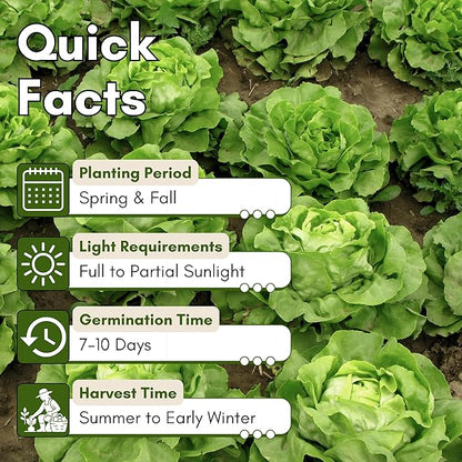 Crisphead Iceberg Lettuce Seeds for Planting - Heirloom, Non-GMO Head Variety with Dense, Crunchy Heads for Fresh Salads, Sandwiches, and Home Garden Growing | Woods Creek Seeds