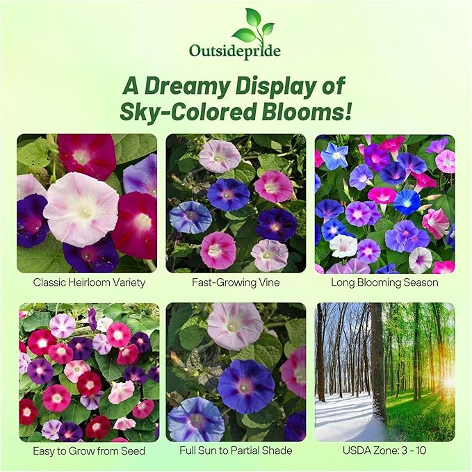 Outsidepride 500 Seeds Annual Ipomoea Purpurea Morning Glory Fieldgrown Climbing Vine Flower Seeds for Planting