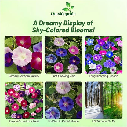 Outsidepride 500 Seeds Annual Ipomoea Purpurea Morning Glory Fieldgrown Climbing Vine Flower Seeds for Planting