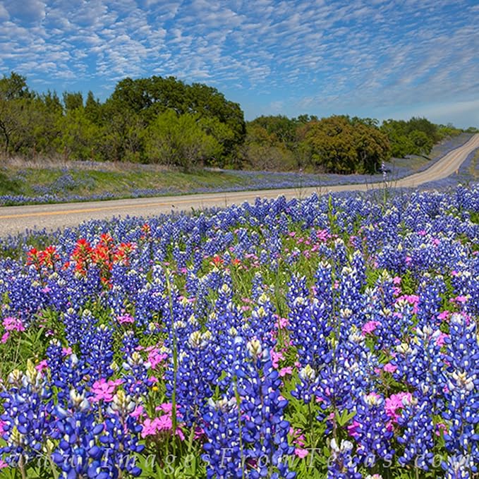 1000+ Texas Bluebonnet Seeds for Planting - Annual Lupinus Texensis, Heirloom Quality, Drought-Tolerant Wildflower Seeds Attracts Pollinators
