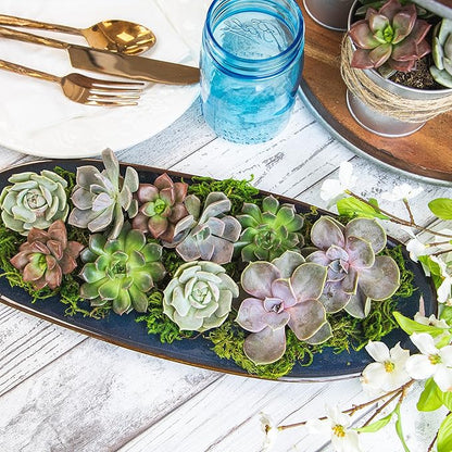 Altman Plants Premium Bulk Succulent Plants (50 Pack), 5 Unique Live Succulents in Sets of 10, Assorted Colors & Shapes, 2 in Pots