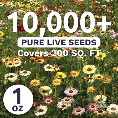 Painted Daisy - Large 1 Ounce Packet - 10,000 Flower Seeds for Planting - Chrysanthemum carinatum