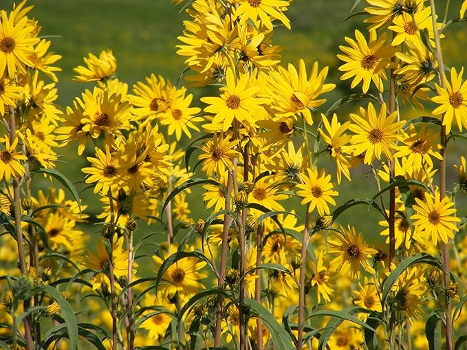 TomorrowSeeds - Maximilian Sunflower Seeds - 1000+ Count & 50+ Peredovik Sunflower - for 2026 Planting Prairie Sunflower Perennial Wildflower Drought Tolerant Deer Resistant Tall Yellow Flower