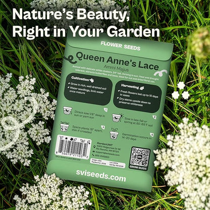 SVI 900 Queen Anne's Lace Seeds for Planting, Bishop's Flower Seed Packets (Ammi majus) - Bullwort, Laceflower, Heirloom & Organic Wildflower, False Annes Lace - Wild Flower Seeds to Plant Outside