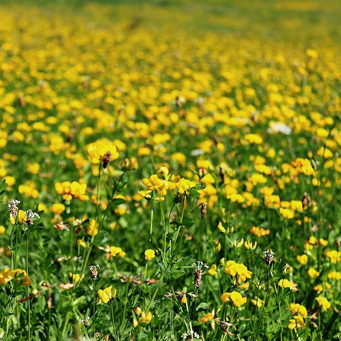 Outsidepride Perennial Birdsfoot Trefoil Seed - 10 lbs Nitrocoated, Inoculated, Winter Hardy, High Protein Forage Legume Seeds for Pasture, Hay, Silage Production & Livestock Grazing