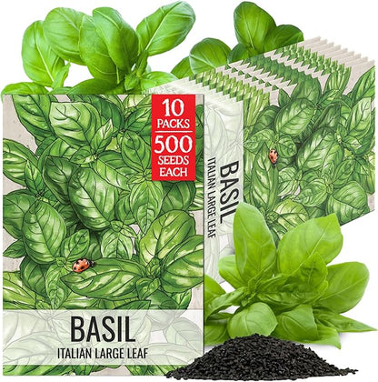 Seed Needs Basil Seeds for Planting Italian Large Leaf Herbs - Non-GMO Heirloom & Untreated - Grow an Indoor or Outdoor Home Grown Herb Garden (10 Packs)