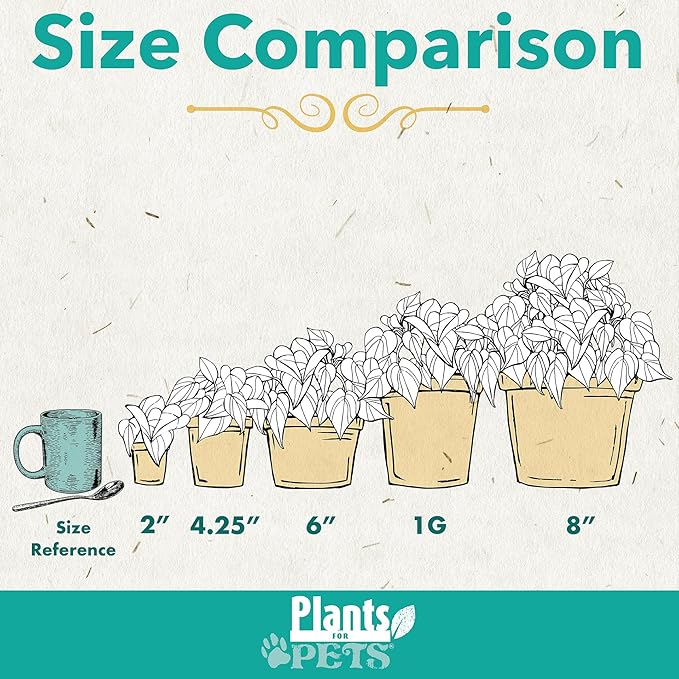 Easy to Grow Houseplants (Pack of 6), Live House Plants in Containers, Growers Choice Plant Set in Planters with Potting Soil Mix, Home Décor Planting Kit or Outdoor Garden Gifts by Plants for Pets