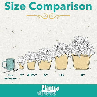 Easy to Grow Houseplants (12 Pack) Live House Plants in Plant Containers, Growers Choice Plant Set in Planters with Potting Soil Mix, Home Décor Planting Kit or Outdoor Garden Gifts by Plants for Pets