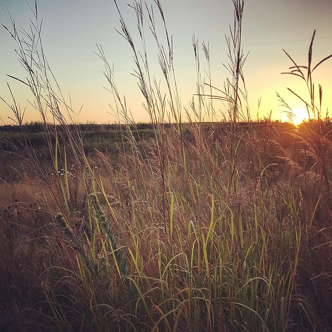 Hale Habitat & Seed Big Bluestem Native Grass Seed, Deer& Wildlife Cover, 2 lbs Pure Live Seed