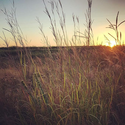 Hale Habitat & Seed Big Bluestem Native Grass Seed, Deer& Wildlife Cover, 2 lbs Pure Live Seed