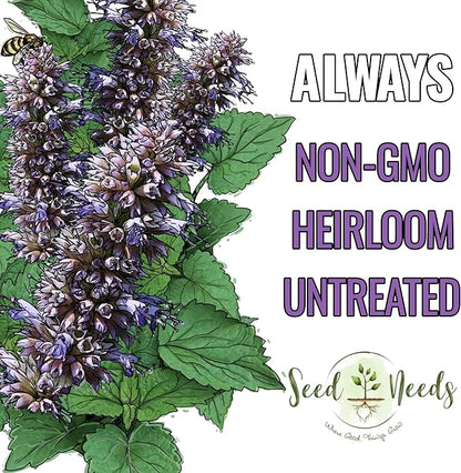 Seed Needs Anise Hyssop Seeds for Planting Agastache foeniculum - Non-GMO Heirloom & Untreated - Grow a Medicinal/Culinary Herb Garden for Tea & Essential Oils (5 Packs)
