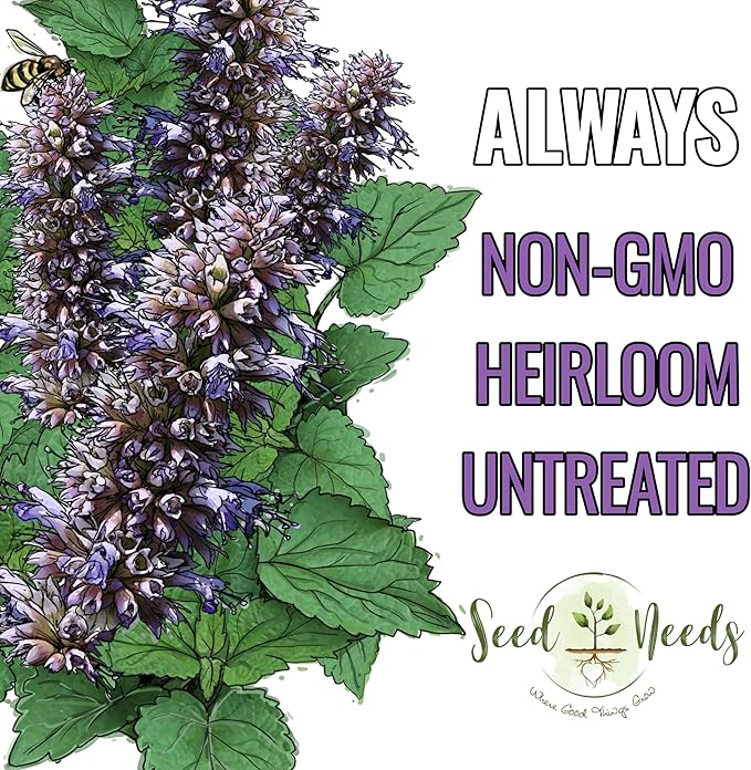 Seed Needs Anise Hyssop Seeds for Planting Agastache foeniculum - Non-GMO Heirloom & Untreated - Grow a Medicinal/Culinary Herb Garden for Tea & Essential Oils (2 Packs)