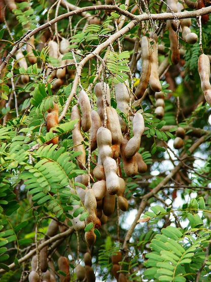 TomorrowSeeds - Tamarind Tree Seeds - 5+ Count - for 2026 Planting Tamarindus Indica Tamarindo Indian Date Imli Assam Asam Java Sweet Sour Pulp Tropical Fruit Trees Perennial Grow Your Own Home Farm
