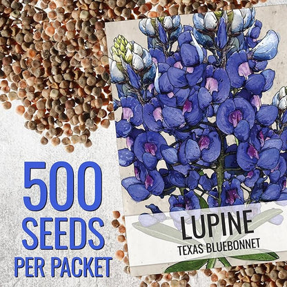 Seed Needs Texas Bluebonnet Seeds for Planting Blue Lupinus Flowers - Heirloom & Open Pollinated Wildflower Seed to Plant an Outdoor Butterfly Garden to Attract Pollinators (XL Pack)