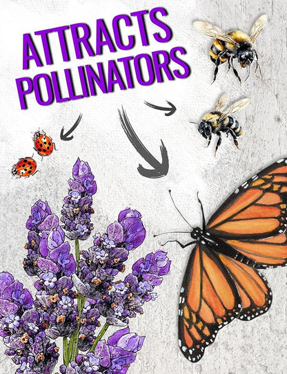 Seed Needs English Lavender Seeds for Planting Lavendula angustifolia Plants - Non-GMO Heirloom & Untreated USA sourced Herb Seeds to Plant Indoors or Outdoors (XL Pack)