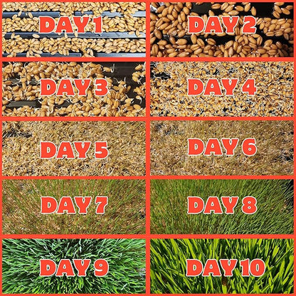 Healthy Greens Wheatgrass Scratch Feed & Fodder Seed, 1lb Bag. Premium Wheat Berries, Non-GMO Wheatgrass for Backyard Chickens, Plant Indoors/Outdoors. Also Ideal for Cats, Dogs w/Chick Fresh (2 Bags)