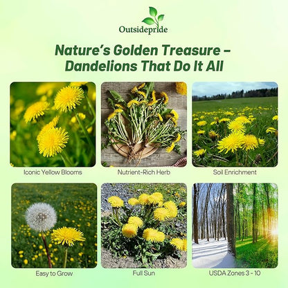 Outsidepride Dandelion Seeds for Planting - 5,000 Seeds Perennial, Easy to Grow & Drought Tolerant, Taraxacum Officinale Herb Seeds with Yellow Blooms for Edible Landscaping & Wildlife Attraction
