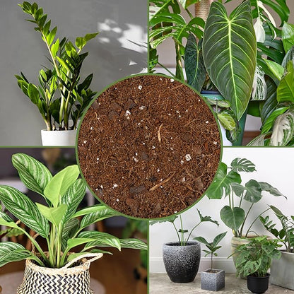 Soil Sunrise Aroid Plant Potting Soil Mix (8 Quarts) for Pothos Devil's Ivy, ZZ Plant, Chinese Evergreen, Dumb Cane Philodendron, Syngonium, Alocasia, Colocasia Etc.