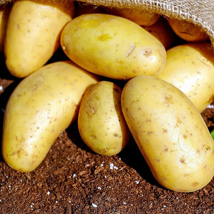 TomorrowSeeds - PRE-Order Now! Ships April 2026 - Yukon Gold Seed Potatoes Seeds - 5 Pounds - for 2026 Planting Certified for Growers Short Tuber Yellow Skin New Potato USA Garden Growing Planting
