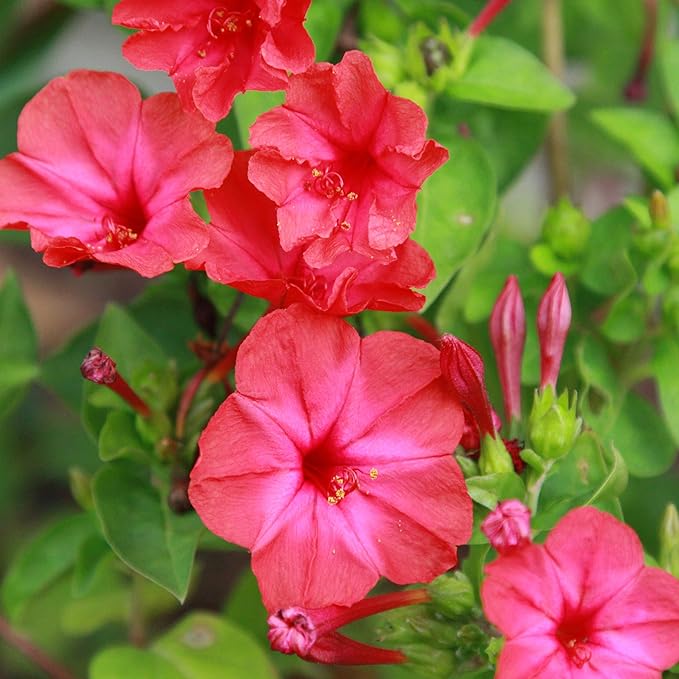 Outsidepride Red Four O'clock Flower Seeds - 1/4 lb Perennial Fragrant, Trumpet-Shaped Blooms, Deer-Proof & Easy to Grow, for Pollinator & Evening Gardens, Containers, Hedges, or Borders