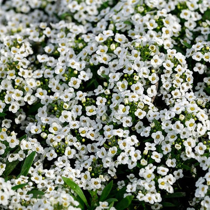 Seed Needs Alyssum Seeds for Planting - Heirloom & Untreated - Tender Perennial Flowers to Attract Pollinators to Rock Gardens, Pots, Containers & Window Boxes