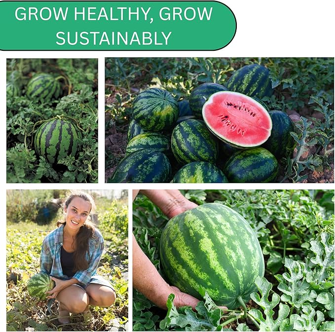 Crimson Sweet Watermelon Seeds for Planting – Heirloom, Non-GMO Watermelon Seeds for Home Gardens, Large Sweet Red Watermelons with Seeds | Woods Creek Seeds