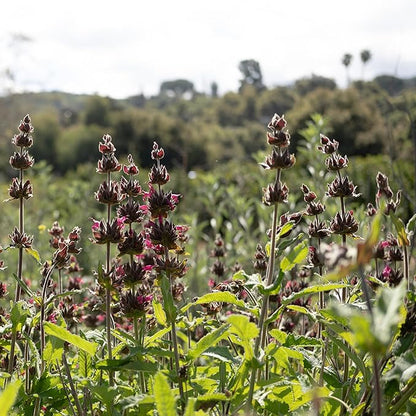 Plant Good Seed Organic Hummingbird Sage Seeds for Planting: California Native, Pink Fuchsia Flowers - 10 Seed Packet