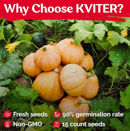 KVITER 15 Seminole Pumpkin Seeds for Planting (Cucurbita Moschata) - Heirloom Pumpkin Seeds Organic for Indoor & Outdoor Planting, Non-GMO Mini Pumpkins Vegetable Seeds for Planting