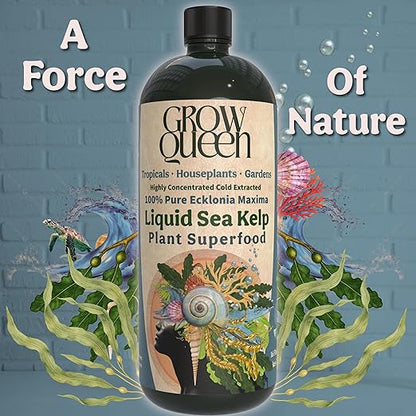Organic Liquid Kelp & Seaweed Extract (Ecklonia Maxima) Plant Super Food - Indoor Houseplant Fertilizer - Organic Fertilizer for Flowers, Seedlings & Gardens - 12oz Treats 75 Gallons