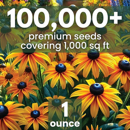 Black Eyed Susan - Large 1 Ounce Packet - 100,000 Flower Seeds for Planting - Rudbeckia hirta