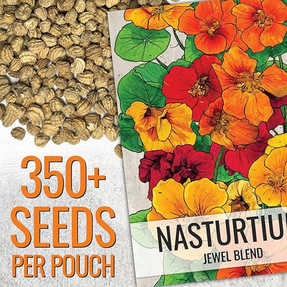 Seed Needs Nasturtium Seeds Jewel Mix Multicolored Edible Flowers | 1.5 Ounce 350+ Seeds Tropaeolum Nanum Annual Flower Seed Mix | Bulk Jewel Nasturtiums for The Garden