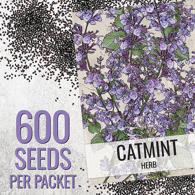 Seed Needs Catmint Seeds for Planting an Indoor/Outdoor Herb Garden - Non-GMO Heirloom & Untreated Herbal Plants - Great for Cats Nepeta mussinii (5 Packs)