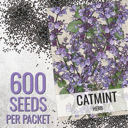 Seed Needs Catmint Seeds for Planting an Indoor/Outdoor Herb Garden - Non-GMO Heirloom & Untreated Herbal Plants - Great for Cats Nepeta mussinii (5 Packs)