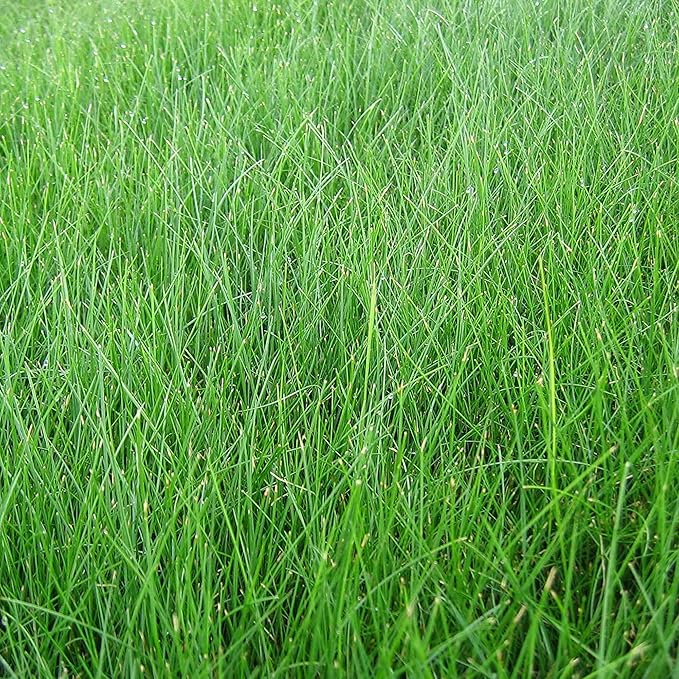 EZ Straw Lawn Repair Mix – Sun/Shade Blend – Combination Seed, Mulch, Fertilizer (28 lb. Covers 600 sq. ft.)
