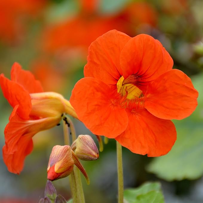 Outsidepride Orange Spitfire Nasturtium Seeds - 200 Pcs Annual, Easy to Grow & Versatile, Flower Seeds for Planting Vibrant Orange-Scarlet Blooms, Ideal for Gardens, Borders, and Pollinator Gardens