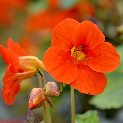 Outsidepride Orange Spitfire Nasturtium Seeds - 200 Pcs Annual, Easy to Grow & Versatile, Flower Seeds for Planting Vibrant Orange-Scarlet Blooms, Ideal for Gardens, Borders, and Pollinator Gardens