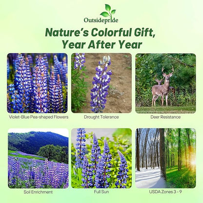 Outsidepride Wild Blue Perennial Lupine Seeds - 1/4 Lb. Self-Sowing, Cold Hardy & Frost Tolerant Wildflower Seeds for Fall Planting, Ideal for Attracting Pollinators & Hummingbirds