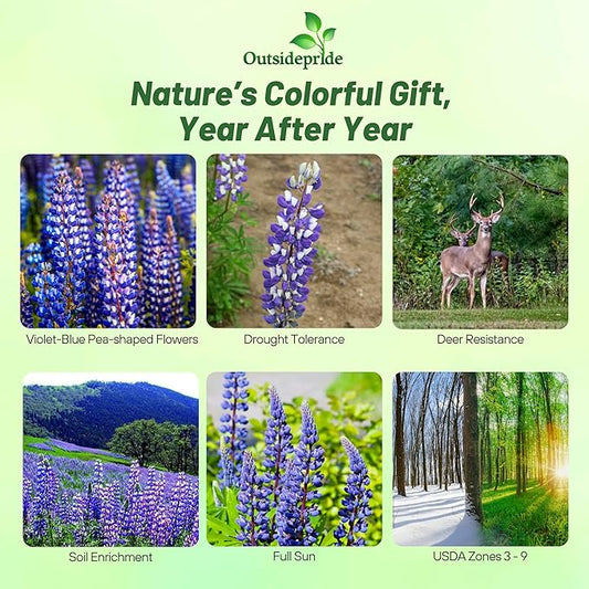 Outsidepride Wild Blue Perennial Lupine Seeds - 1/4 Lb. Self-Sowing, Cold Hardy & Frost Tolerant Wildflower Seeds for Fall Planting, Ideal for Attracting Pollinators & Hummingbirds