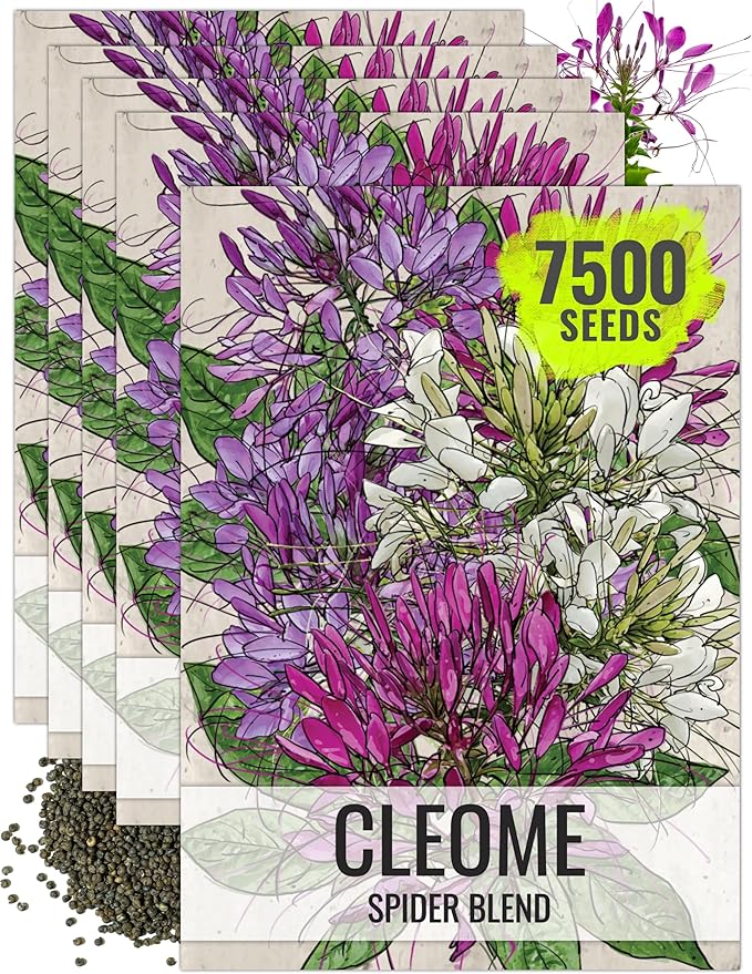Seed Needs Cleome Seeds for Planting Spider Plants - Heirloom & Open Pollinated Wildflower Seeds to Grow a Butterfly Garden to Attract Pollinators (5 Packs)