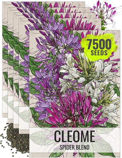 Seed Needs Cleome Seeds for Planting Spider Plants - Heirloom & Open Pollinated Wildflower Seeds to Grow a Butterfly Garden to Attract Pollinators (5 Packs)