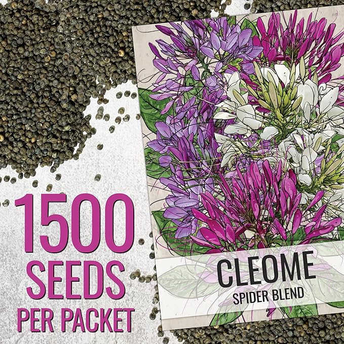 Seed Needs Cleome Seeds for Planting Spider Plants - Heirloom & Open Pollinated Wildflower Seeds to Grow a Butterfly Garden to Attract Pollinators (5 Packs)