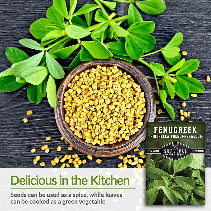 3 Packs Fenugreek Seed for Planting with Instructions to Grow Samudra Methi in Your Home Vegetable Garden - Non-GMO Heirloom - Good Microgreens or Sprouts - Survival Garden Seeds