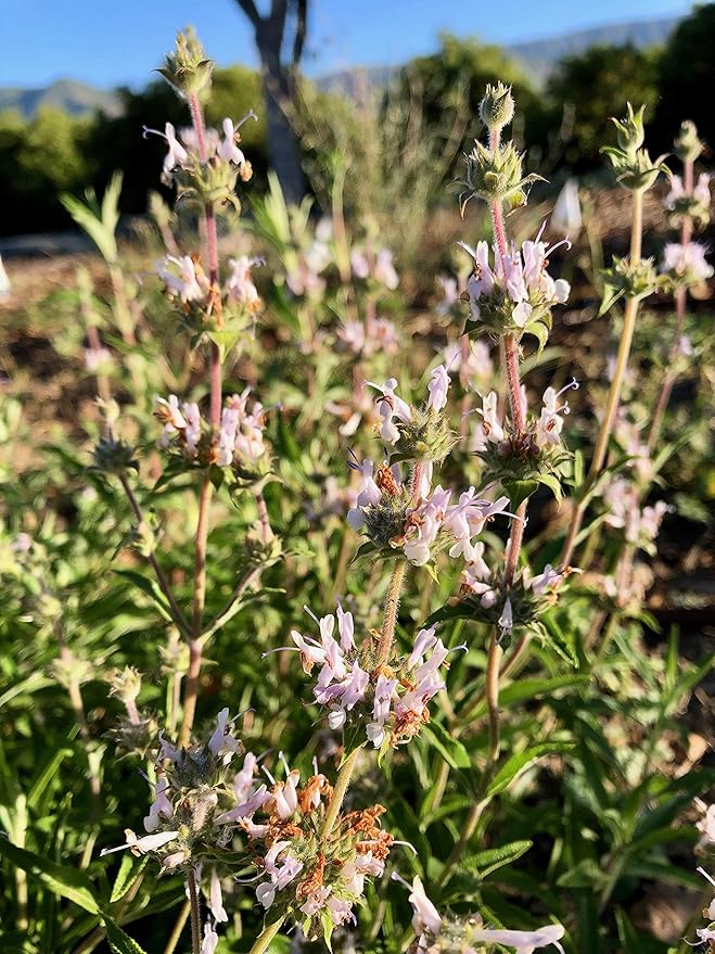 Plant Good Seed Organic Black Sage Seeds for Planting: California Native Plant, Aromatic Dark Green Leaves - 100 Seed Packet
