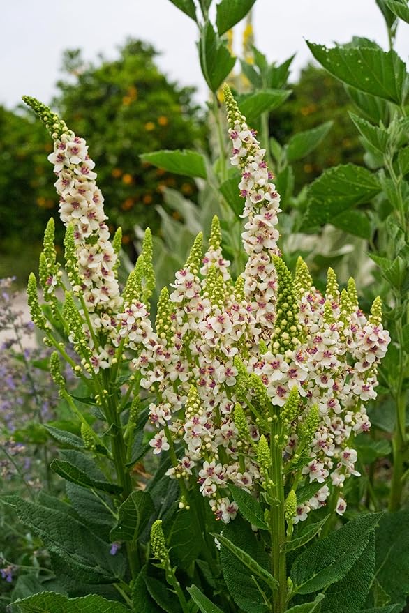 Plant Good Seed Organic Purple Throated Mullein Seeds for Planting: Medicinal Tea Herb, Pink and White Flowers - 250 Seed Packet