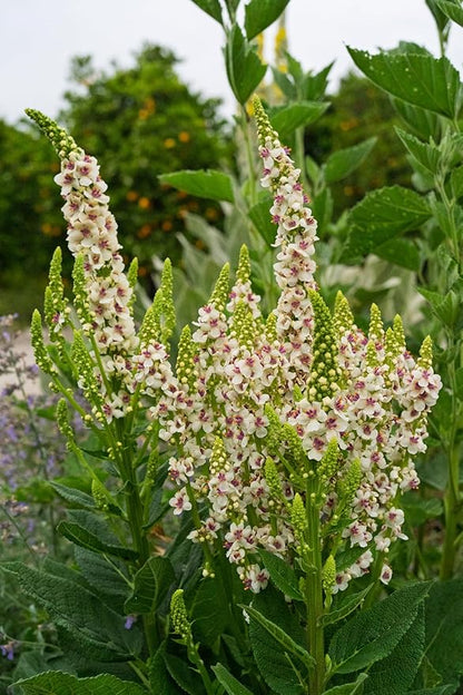 Plant Good Seed Organic Purple Throated Mullein Seeds for Planting: Medicinal Tea Herb, Pink and White Flowers - 250 Seed Packet